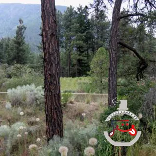 Arizona Olympic Orchids Artisan Perfumes