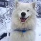 zzzCoopy