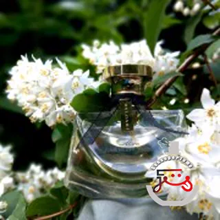 Mon Jasmin Noir Bvlgari