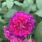 scent_of_sweden