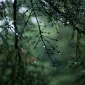 ForestKate