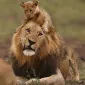 اسموکی‌ویسکی