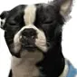 Yoda Sniffs