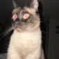 Mokinko