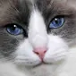 cats8398
