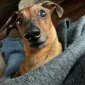 Jqwalls