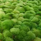 تیچ‌آلفکتوری‌آرت