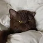 SaucyAudy