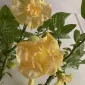 جیِکی