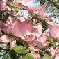 تاینی‌اکس‌آنجل