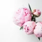 میس‌جَنرز