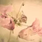 سین‌سوت