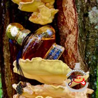 Ambre D'Orient Secret V Eisenberg