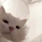 bananamilk