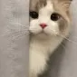 catlover880