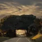 آربر آمر