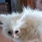 meowwin