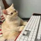 pessb