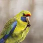 آمبیانس
