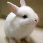 بری‌کول یک‌دوازده یازده
