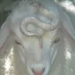داریا آسترو