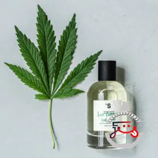 Like Cannabis but Not Sister's Aroma