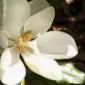 آدریِـن نینتی‌ناین
