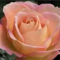 لاو تو اسمل گودز
