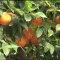نیو بی وی یازده