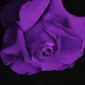 LaUltraViolet