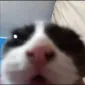Shob0