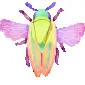 SpicyWarmAmber