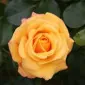 سوزی‌کرلی‌کیو