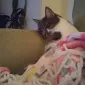 باخورکَت‌ماما