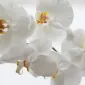 بیست‌ودو اس‌آس‌آ بیست‌ودو