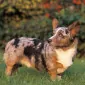 Dirt Dog