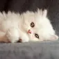 هایپرفلاف