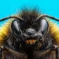 HoneysuckingBee