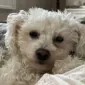 IBuyAllOfTheThings