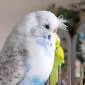 BudgiePoo