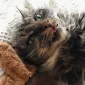 Sleepy_cactus