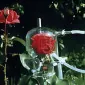 Snt_Gulab