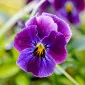 WildViolet76