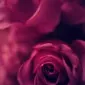 FenElfyre