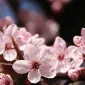 blossomka