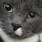 Mel121828