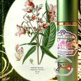 Ajonc Fragrifert Parfumeur