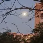 سی‌جِی‌لُویس