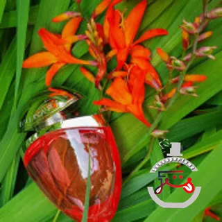 Omnia Coral Bvlgari