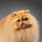 fuzzypeach